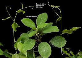 Image result for Gouania