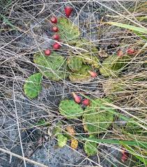 Our advice is to keep an affected cactus in quarantine for three weeks. Virginia Native Prickly Pear Cactus Are Fruiting Thegreenergrassfarm