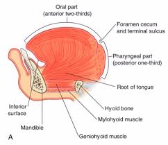 Below a threshold stimulus a muscle fiber does not contract; The Wonders Of The Tongue Its Muscles With Motor And Sensory Nerve Innervations Andreas Astier