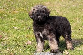 Select from hundreds of pet classifieds that will meet your preference. Bouvier Des Flandres Puppies For Sale Greenfield Puppies
