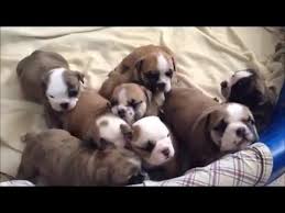 Looking for an english bulldog puppy to bring home? English Bulldog Puppies Birth To 5 Weeks Youtube