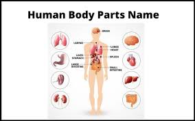 Human Body Parts Name In Hindi And English Htips