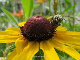 Image result for Renealmia susanneae-katziae