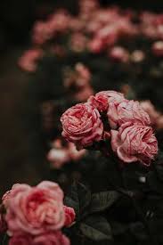 These problems with roses range from annoying aesthetic issues to serious problems that can kill the rose bush. Rose Bush Images Pictures In Jpg Hd Free Stock Photos