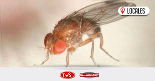 Slide do livro o ateneu Emiten Alerta Sobre Probable Ingreso De La Mosca Alas Manchadas Tvs Studiofm 92 1