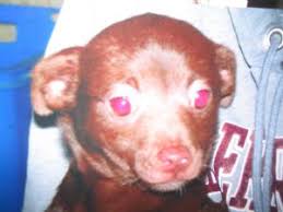 Whatever the reason might be, these puppies are up for adoption and looking for loving owners like you! Chihuahua Puppies In Ohio