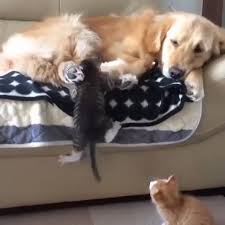 Pin By Sevgi Cetin On That S Why I Love Cats Video Cute Funny Animals Cute Animals Cute Baby Animals