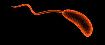 General Information Cholera Cdc