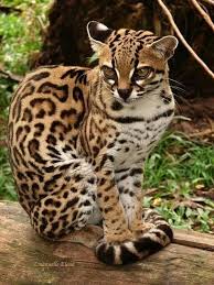 Beautiful Wilde Tiere Seltene Tiere Wilde Katzen