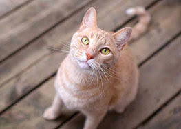 Maybe you would like to learn more about one of these? Healthy Kitten Guide 7 To 12 Months Blue Buffalo