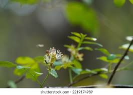 Image result for Harrisonia