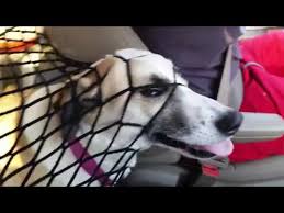 Dog Tries To Get Through Barrier In Car Youtube
