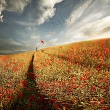 Image result for Poppy Red 1993 Town and Country