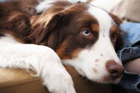 Cancer is one of the ailment that has the potential of being so severe, which is why most people try to avoid thinking about it. Unruptured Splenic Masses Whats A Veterinarian To Do