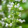 Perennial flowers that bloom all summer in full sun. 3