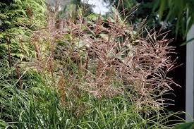 Miscanthus sinensis 'new hybrids' provide a multitude of miscanthus cultivars with varying heights, leaf widths and bloom times. Yard Garden Outdoor Living 25 Perennial Tall Miscanthus New Hybrids Ornamental Grasses Flower Seeds Home Garden