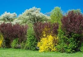 Kit prêt à planter de pépinières jean gissinger à rouffach : Planter Une Haie Champetre Gamm Vert