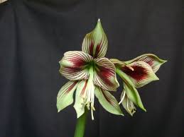 How To Care For Your Amaryllis After Blooming The Houseplant Guru Amaryllis Care Amaryllis Amaryllis Bulbs