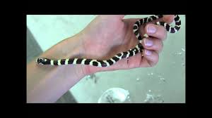 Black And White Snake Northern California Baby Black And White Banded California Kingsnake Youtube