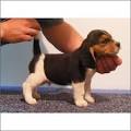 Teacup Puppies For Sale in Virginia VA