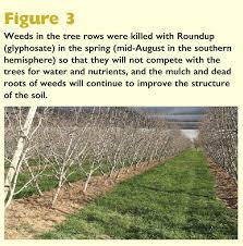 How to control weeds, use mulch and get rid of slugs and snails. Use Winter Weeds To Improve Soil Good Fruit Grower