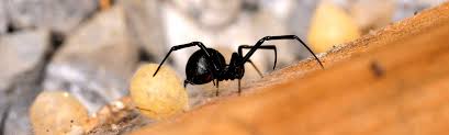 Description black widow spiders are all black to brown in colour and differ slightly in appearance based on gender. Research Highlight 12 Central Arizona Phoenix Long Term Ecological Research