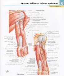Musculos Brazo Cara Posterior Png Imagen Png 928 1098 Pixeles Anatomi Biyoloji