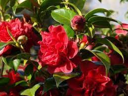 Check spelling or type a new query. Camellia Japonica Tom Knudsen Kiefer Nursery Trees Shrubs Perennials
