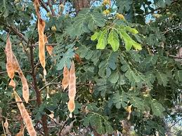 Image result for Rhigozum brevispinosum