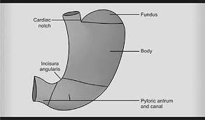 Image result for Succussion Splash