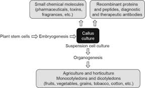 We would like to show you a description here but the site won't allow us. Biotechnology Applications Of Plant Callus Cultures Sciencedirect