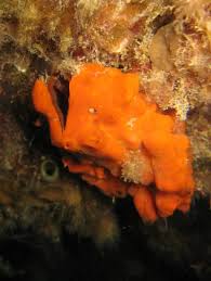 Image result for Crambe kilimandscharica