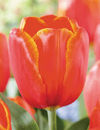 Tulips tulips provide a finishing touch that brings the spring garden to life. Tulips Tesselaar