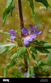 Image result for Hygrophila schulli