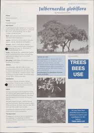 Image result for Julbernardia