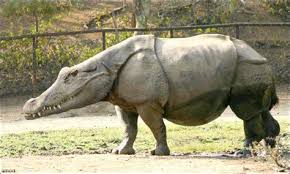 That greater power is called photoshop and it's wielded by the photoshop wizards on the internet. Fake Hybrid Animals Shefalitayal