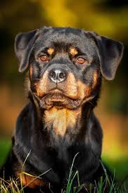 After you have acquired a rottweiler and brought it into the house, an important question arises, what should be called a rottweiler for a boy or a rottweiler for a girl? Pin On Big Rottweilers