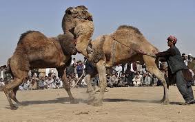 Camels is an exercise for the b2 first use of english set at an upper intermediate level of english. Duel Of The Dromedaries Afghan Camels In Wrestling Showdowns To Celebrate Persian New Year Daily Mail Online