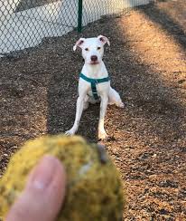 Check spelling or type a new query. Top 5 Myths On The American Bulldog Pitbull Mix Animalso