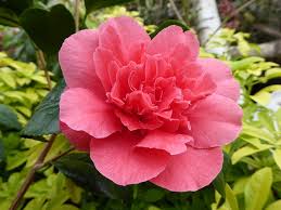 Dry shade, low water/no water, oregon coast. Camellia Japonica Kramer S Supreme