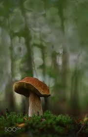 By Viktor Schneider Pilze Natur Waldspaziergang