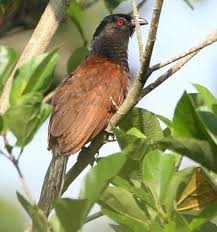 Pemikat suara burung kolibri kelapa betina. Download Suara Burung Dudut Betina Download Lima Kombinasi Suara Burung Betina Untuk Burung Decu Gacor Ngerol Poll Ngobra Buka Sayap