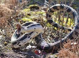 Northern Pine Snake Pine Snake Snake Beautiful Snakes