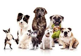 how to select a food ration going by the pedigree of your dog individual menu for large and small dogs fotografii sobak porody sobak tovary dlya zhivotnyh