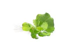 Image result for Pistia