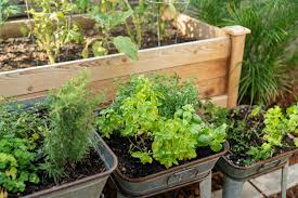 In the most literal sense, it is an herb garden focused around growing culinary herbs to use in the kitchen. Planning And Planting An Herb Garden