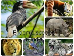 A broad categorization of endemism would be the marsupials of australia. Examples Of Endemic Animals