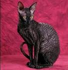 Cornish Rex Kittens for Sale - Adoptapet