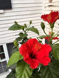 Image result for Hibiscus