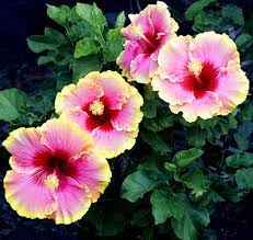 Pin On Flowers To Buy